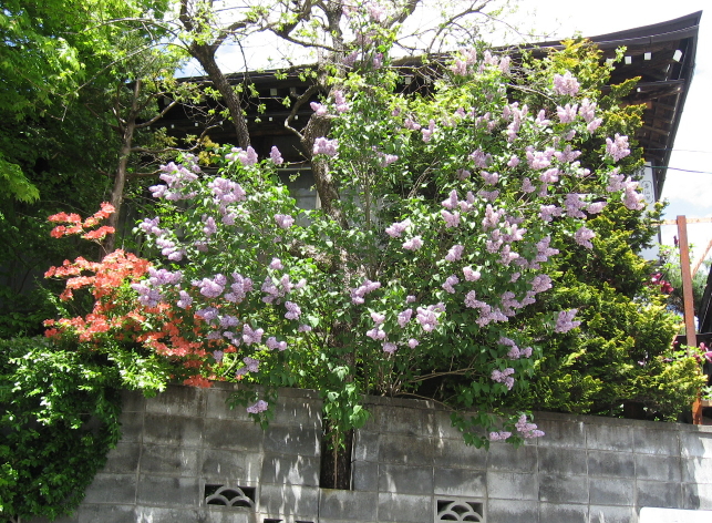 長野県　信州鬼無里紹介